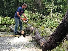 Reliable Wiggins, CO Tree Services Solutions