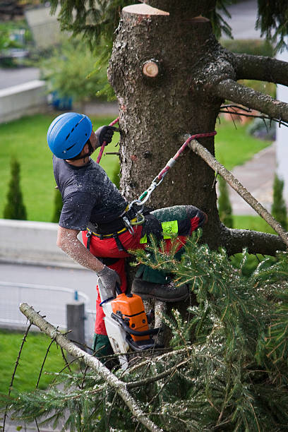 How Our Tree Care Process Works  in Wiggins, CO